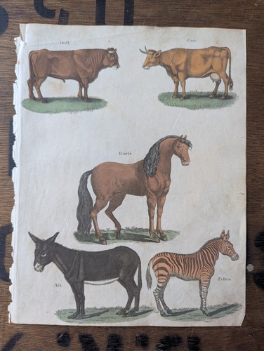 Antique c1815 natural history - antique,
