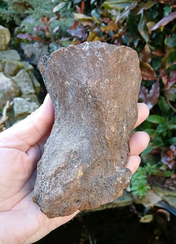 Fossil ice age - ~ice, age~woolly