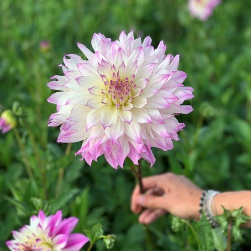 Tree dahlia ferncliff illusion - tree,