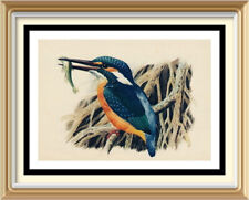 77+yr Old Vintage CHARLES TUNNICLIFFE Lithogragh Wall Art Print KINGFISHER Bird