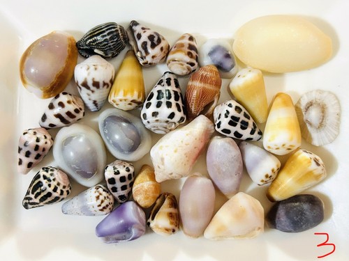 Cone shell cowrie - shell,