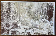 WINTER GARDENS, SUNDERLAND Antique 1907 TAYLOR'S Real Photograph Post Card