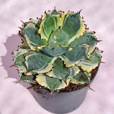 Agave Isthmensis 'Kabutogani'