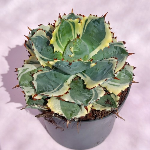 Agave isthmensis kabutogani - agave,