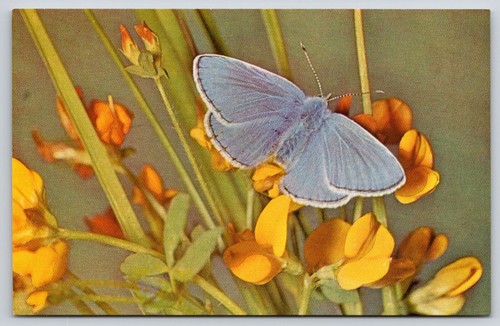British common blue butterfly - british,