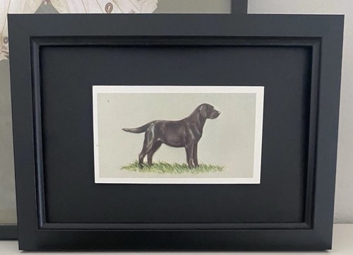 Labrador dog framed - , vintage