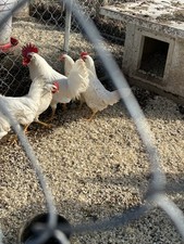 White Leghorn 12+ hatching