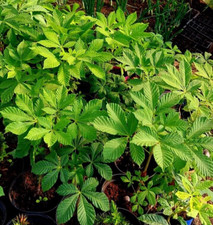 2x Horse chestnut (conker) trees.