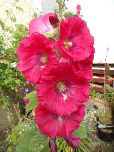 Hollyhock hardy border - hollyhock,