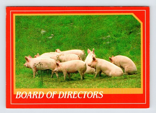 Cute pigs board directors - pigs,