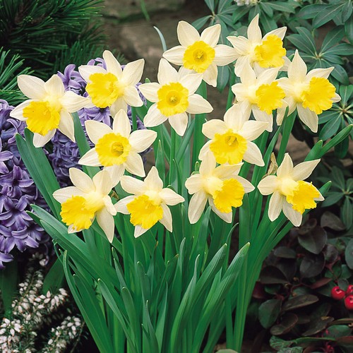 Mini daffodil lemon sailboat - daffodil,