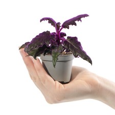 Baby Purple Velvet Plant