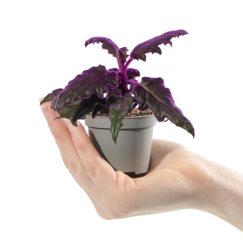 Baby purple velvet plant - baby,