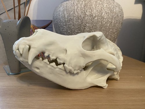 Artificial dog skull replica - dog,