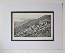 REID Herdwick Ewes, 1918 Sheep