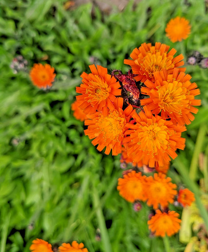 Pilosella aurantiaca fox and - pilosella,