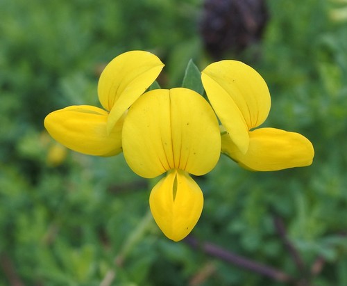 Lotus corniculatus birdsfoot - lotus,