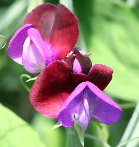 Flower sweet pea grandiflora - -,