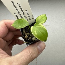 Philodendron Plowmanii