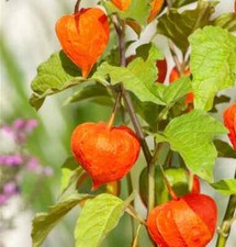 PHYSALIS ALKEKENGI FRANCHETII ZWERG/GNOME DWARF CHINESE LANTERN GARDEN PLANT