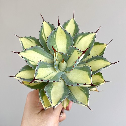 Cactus succulent plant - cactus,