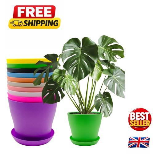Versatile 14cm indoor flower - 14cm,