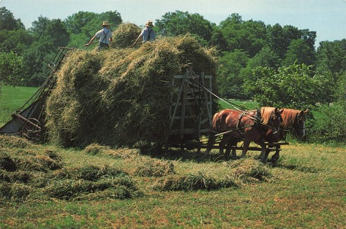 Postcard amish county wheat - postcard,
