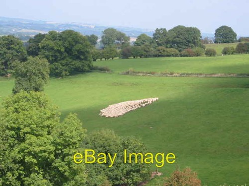 Photo 6x4 gathering - gathering, sheep