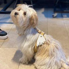 Genuine Quality Leather Dog
