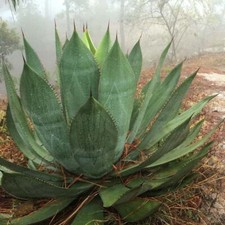 Agave Maximiliana - 10 Seeds -