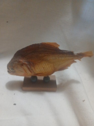 Vintage piranha fish taxidermy - vintage,