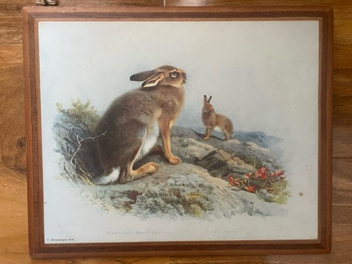 Framed watercolor hare - framed,