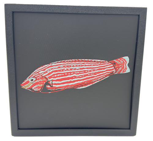 Marine fish wrasse 3d - fish,