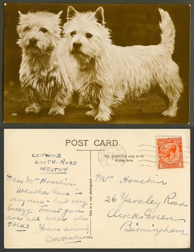 West highland white - highland, terrier