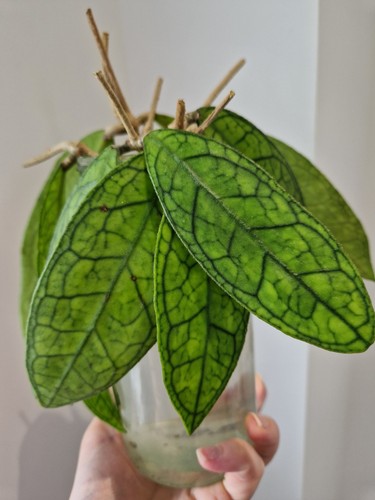 Hoya ann node - 1,