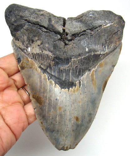 Megalodon shark tooth real - shark,