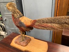 Vintage retro taxidermy stuffed bird golden pheasant mounted on wooden base
