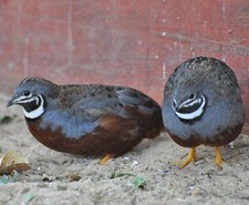 Chinese Button quail eggs 12