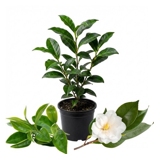 Live camellia sinensis tea - camellia,