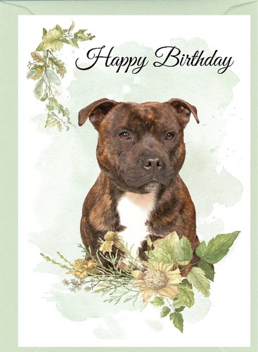 Staffordshire bull terrier dog - staffordshire,