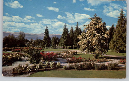 Flowering dogwood tree - flowering,