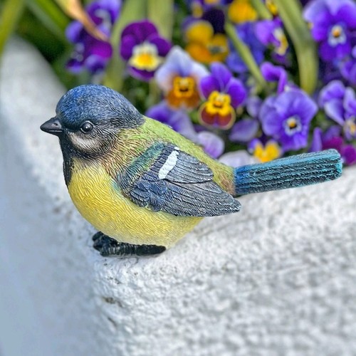 Blue tit garden bird - blue,