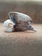 Taxidermy skeleton bones bird voodoo tattoo SKULL BROWN-CHEEKED HORNBILL