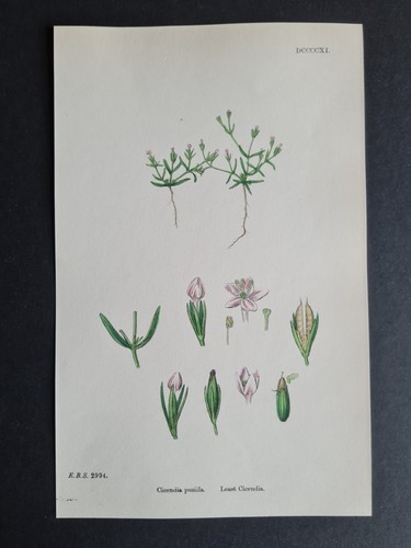 Antique 1873 print - , english