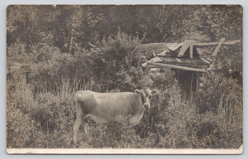 Postcard rppc 1910s dairy cow - postcard,