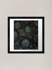 Ammonites and Trilobites