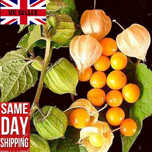 Cape gooseberry 100 seeds - gooseberry, 100+