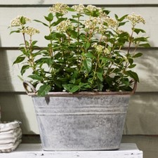 Galvanised Zinc Tub Planters