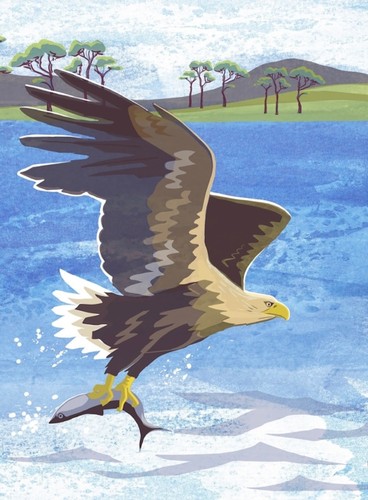 Nature notebook sea eagle - notebook:,