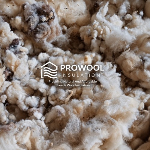 Fresh natural sheeps wool - natural,